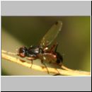 Sepsis punctum - Schwingfliege 01a 5mm.jpg